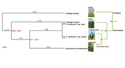 Figure 5: Phylogeny of smut fungi used for identifying effector genes with signs of positive selection.