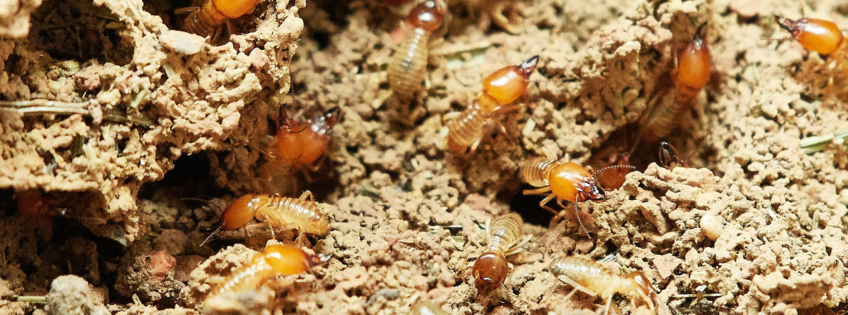 Insect gut microbiology and symbiosis Insect gut microbiology and symbiosis
