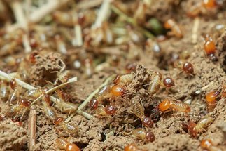 Microbial processes in soil-feeding insects