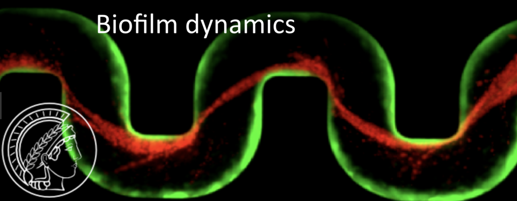 Biofilm Dynamics and interactions with flow Biofilm Dynamics and interactions with flow