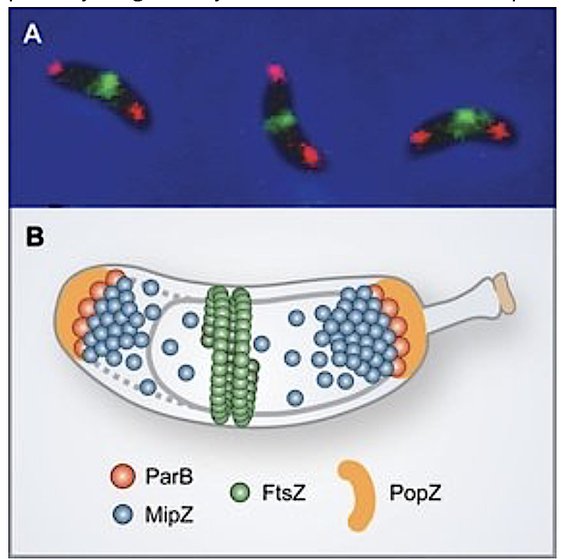 Regulation of division site placement