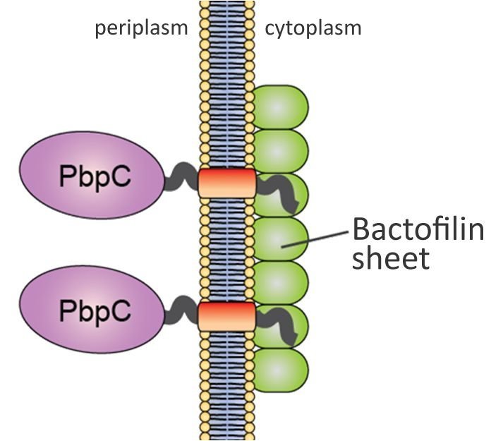 Bactofilins: a new cytoskeletal scaffold