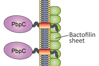 Bactofilins: a new cytoskeletal scaffold