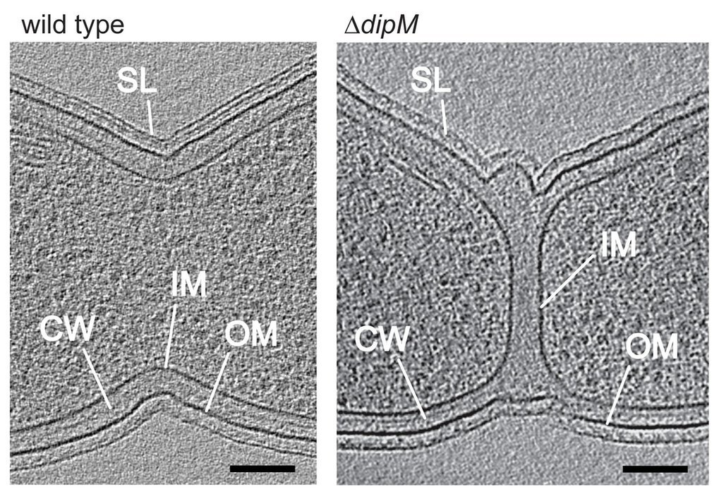 Function of the divisome