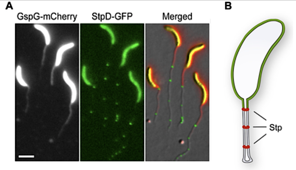 Protein diffusion barriers