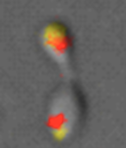 Chromosome segregation in H. neptunium. Shown is an S-phase cell carrying fluorescent labels attached to two origin-proximal loci.