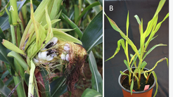 Ustilago maydis, causes large tumors in infected plants, not very appealing to the eye (Figure A) but within a week also induced in small maize seedlings under glasshouse conditions (Figure B).