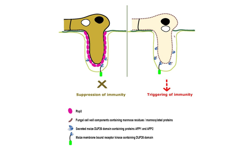 <p><span lang="EN-US">The repetitive effector Rsp3</span></p>
