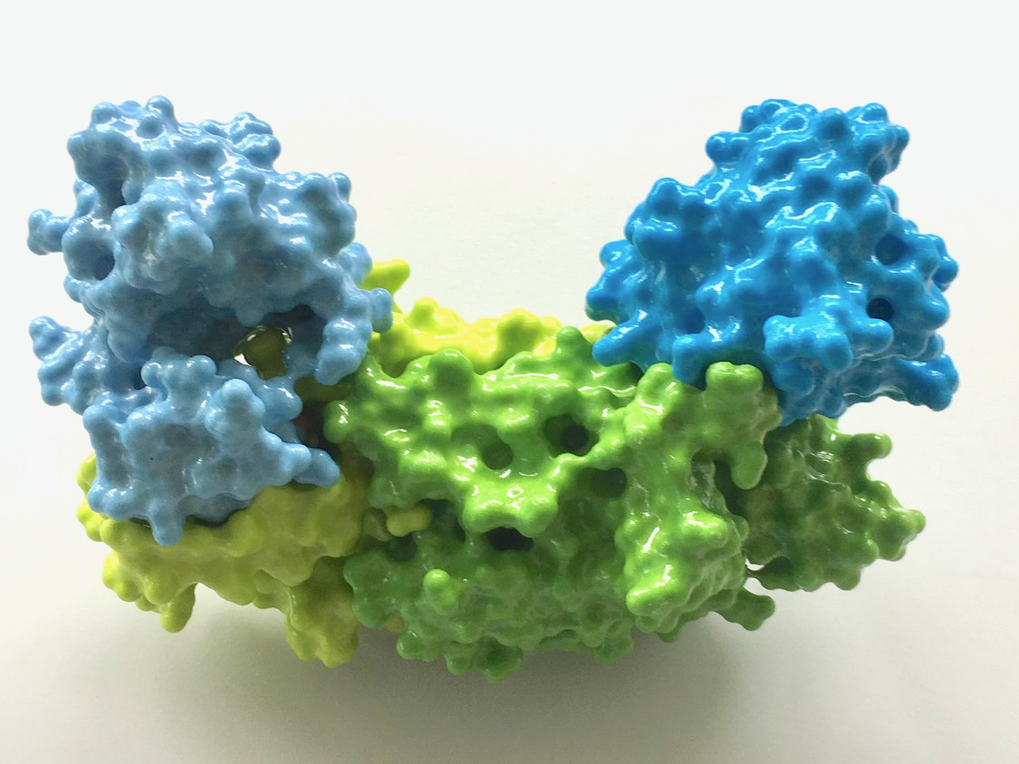 The secreted chorismate mutase Cmu1 effector