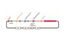 Figure 6: Schematic representation of the plasmid constructed for targeting several genes by Cas9 in U. maydis.