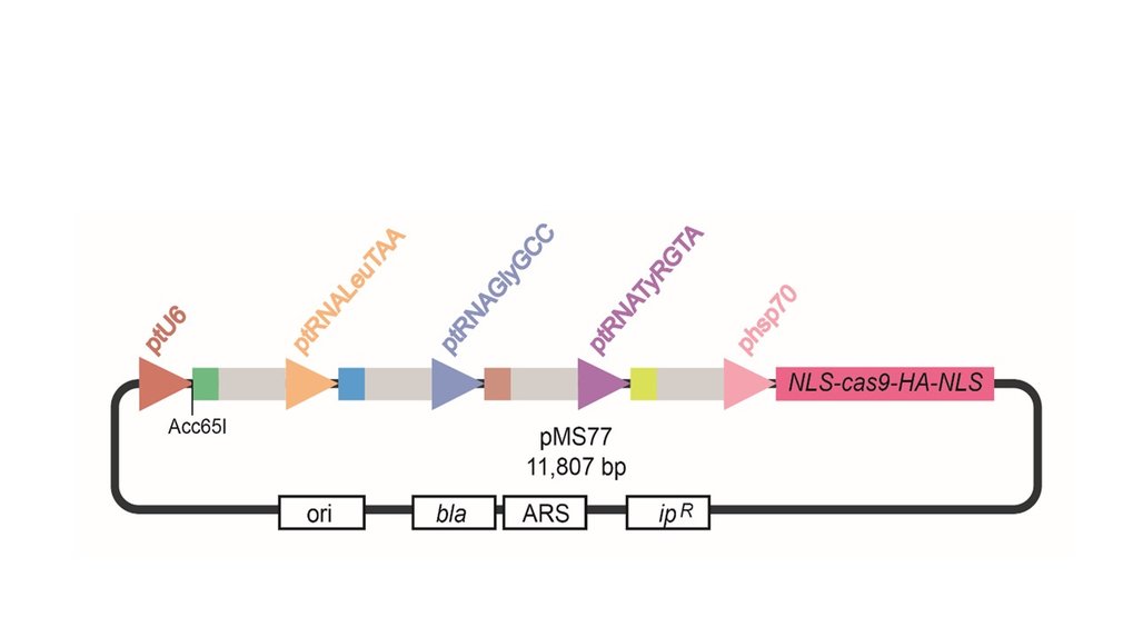 <p><span>Establishment of multiplex CRISPR-Cas9 genome editing in<em> Ustilago maydis</em></span></p>