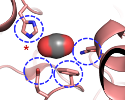 The Carboxylase active site: Four amino acids are important for CO2 binding in highly efficient CO2 fixing enzymes.