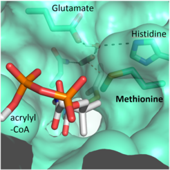 A methionine residue shields the active site from the competing water molecules.