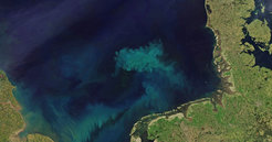 Auf Satellitenbildern wirken die Algenteppiche mit ihren hellen Schlieren wie Kunstwerke. Allein in der etwa 70.000 Quadratkilometer umfassenden Deutschen Bucht entstehen bei der Algenblüte im Frühjahr etwa zehn Millionen Tonnen Biomasse.
