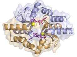 The schematic image shows the three-dimensional shape of a protein of the ParB family. The CTP molecules are drawn in violet. The two protein chains linked by CTP are shown in blue and orange. Magnesium ions are shown in yellow.