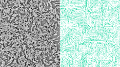 Collective motion in bacterial suspensions. At the right: Typical snapshot of the velocity field measured in a high-density cell suspension.