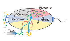 Fig. 1: Schematics illustrating growth-rate dependent partitioning of the cellular protein budget into different functional sectors, as well as coutilization of 2 different nutrients (triangles and squares) regulated by cAMP (small circles). Also indicated is chemotaxis-mediated enhancement of nutrient uptake.