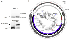 Transcriptional regulation by σ-factor phosphorylation is a conserved mechanism in bacteria. (A) Cells ectopically expressing sfGFP-EcfP in the presence or absence of ectopic expression of PknT. Cells were analyzed on phostag-gel to assay for EcfP phosphorylation. A clear EcfP phosphorylation band (EcfP-PO4) is observed in the presence of PknT. Samples were additionally analyzed on a standard SDS gel acting as a loading control. (B) Phylogenetic tree of homologs of EcfP. Ring #1 represents ECF σ factor groups. Ring #2 and #3 depict the presence of threonine or serine residues, respectively, in the position equivalent to the phosphorylated residue Thr63 of EcfP. Ring #4 indicates the length of the region that connects σ2.1 and σ2.2 in σ factors. This region is extended in EcfP homologs and contains the phosphorylated Thr63 residue.