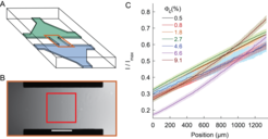 Microfluidic device used for chemotaxis assays. A) Schematic representation of the device, where two reservoirs with different chemical composition are connected by a channel in which the chemoattractant gradient forms. B) Central part of the device, highlighted orange in (A), with gradient profile across the channel quantified using fluorescein. Scale bar is 500 μm. The red box indicates the location at which cellular behaviour is recorded. C) Examples of gradients, measured in the h=50 μm device, for cell suspensions of indicated cell densities. Error bars represent measurement error.