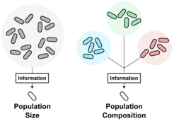 Bacteria can determine the total number of a population, an ability also known as quorum sensing (left). A "pump probe system" enables Bacillus subtilis to determine the quantitative proportions of different groups (right). As these systems are widely distributed in Gram-positive bacteria, but also occur in viruses and mobile genetic elements, the results could open a new chapter in the understanding of microbial communication and coordination of cellular behaviour in heterogeneous populations.