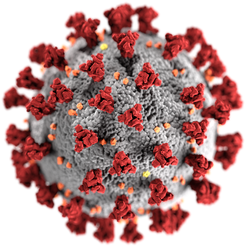 Diese Illustration, die von der amerikanischen Bundesbehörde Centers for Disease Control and Prevention (CDC) erstellt wurde, zeigt die ultrastrukturelle Morphologie von Coronaviren. Man beachte die Stacheln, die die äußere Oberfläche des Virus zieren und die bei elektronenmikroskopischer Betrachtung das Aussehen einer umgebenden Korona zeigen. Ein neuartiges Coronavirus mit dem Namen Schweres Akutes Respiratorisches Syndrom Coronavirus 2 (SARS-CoV-2) wurde als Ursache für den Ausbruch einer Atemwegserkrankung identifiziert, die erstmals 2019 in Wuhan, China, festgestellt wurde. Die durch dieses Virus verursachte Krankheit wurde Coronavirus-Krankheit 2019 (COVID-19) genannt.