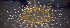 Fig. 1: The fruiting body of Myxococcus xanthus consists of a compact mass of yellow, spherical myxospores which gave the genus its name.