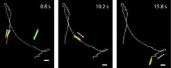 Swimming E. coli bacteria moving attached nanoparticles. From Schauer et al., Sci Rep 2018