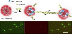In vitro segregation of DNA-coated beads using bacterial ParMRC system. Adapted from Huertgen et al., Chembiochem, 2019.