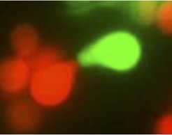 Pheromone-mediated mating of haploid S. cerevisiae cells on a surface.