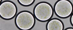 Mikrotröpfchen von ungefähr 90 Mikrometern Durchmesser und mit den gewünschten Enzymen ausgestattet, nutzen die semi-synthetischen Chloroplasten pflanzliche Thylacoid-Membranen zur Energieerzeugung. Sie fixieren auf diese Weise nach dem Vorbild der Natur Kohlendioxid mittels Sonnenenergie.
