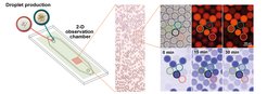 Mikrofluidik-Plattform zur Produktion von Mikrotropfen und ihrer Untersuchung in Echtzeit. Die Mikrotröpfchen werden in einer Kammer gesammelt und ihre Aktivität mikroskopisch überprüft, einschließlich Quantifizierung der enzymatischen Aktivität durch Messung der NADPH-Fluoreszenz. Mit Hilfe des Hellfeldes werden die Tröpfchen lokalisiert, die photosynthetisch aktiven Membranen sind sichtbar. Diese Membranen fluoreszieren bei Anregung durch Licht bestimmter Wellenlängen (oben rechts). Unterschiedlich ausgestattete Tröpfchenpopulationen lassen sich mit Hilfe eines kodierenden Farbstoffs unterscheiden (Anregung bei 550 nm). Die NADPH-Produktion der Tröpfchen ist mittels NADPH-Fluoreszenz (bei 365 nm) nachweisbar.