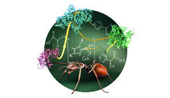 Ameisensäure, Hauptbestandteil des Ameisengiftes, spielt eine Schlüsselrolle bei der enzymatischen Synthese von Mandelsäure. Eine Kaskade von drei Enzymen vermittelt die Umwandlung der preiswerten und sicheren Ausgangsstoffe Oxalsäure und Benzaldehyd unter milden Bedingungen in Mandelsäure, einem wichtigen Rohstoff der chemischen Industrie.