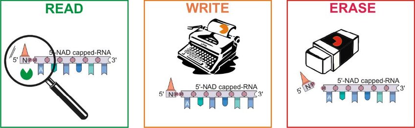 Bacterial Epitranscriptomics Bacterial Epitranscriptomics
