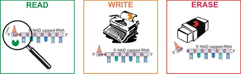 Bacterial Epitranscriptomics