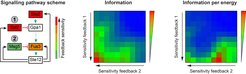 Der Pheromon-Signalweg (links schematisch dargestellt) verfügt über mehrere positive und negative Rückkopplungen, die bei unterschiedlichen Stimulationsstärken induziert werden. Die theoretische Analyse zeigt, dass eine maximale Informationsübertragung (höchste Genauigkeit) bei der höchstempfindlichen Induktion von beiden negativen Rückkopplungen (Sst2 und Msg5) erreicht wird. Ein bestmöglicher Kompromiss zwischen Information und energetischen Kosten wird jedoch mit einer niedrigeren Empfindlichkeit der Induktion von Rückkopplung 2 erreicht, wie sie auch im natürlichen System zu beobachten ist.