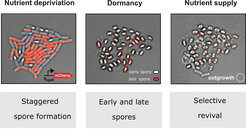 Fig. 1: Spore formation is a multicellular process. Left: Staggered sporulation; middle: early and late spores; right: selective spore revival . The spores develop from a precursor cell over a period of several days. In each cell cycle, the individual cell decides whether it will divide or initiate sporulation. After four days (almost) all cells have sporulated. According to their sporulation time, "early" and "late" spores can be distinguished.