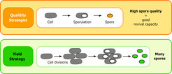Fig. 2: Schematic representation of different life cycle strategies of spore-forming bacteria.