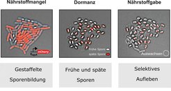 Abb. 1: Sporenbildung ist ein mehrzelliger Prozess. Links: Gestaffelte Sporulation; Mitte: frühe und späte Sporen; rechts: Selektives Aufleben. Die Sporen entstehen zeitlich gestaffelt aus einer Vorläuferzelle über einen Zeitraum von mehreren Tagen. Die einzelne Zelle entscheidet in jedem Zellzyklus, ob sie sich nochmals teilt oder die Sporulation einleitet. Nach vier Tagen sind (fast) alle Zellen sporuliert und gemäß ihres Sporulationszeitpunkts kann man „frühe“ und „späte“ Sporen unterscheiden.
