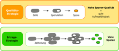 Abb. 2.: Schematische Darstellung verschiedener Lebenszyklusstrategien sporenbildenden Bakterien.