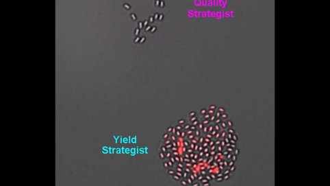 Recently, it has become technically possible to observe spore formation and spore revival on a hydrogel in fast motion. Genetic modifications can be<span class="details expanded" style="display: inline;"> used to adjust the life cycle strategy of Bacillus subtilis. The "yield strategist" forms many spores, the "quality strategist" forms fewer but better spores. In nutrient-poor environments, "quality” beats “quantity".</span>