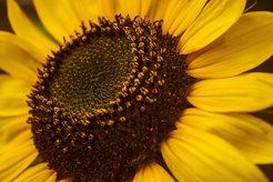 © Foto: SirrSnow /Unsplash