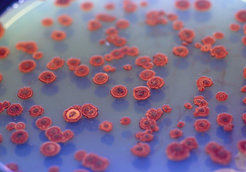 Foto: Colonies of Xenorhabdus szentirmaii on agar. The red color is caused by a secondary metabolite, a phenazine.