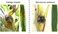 Differences in infection symptoms of U. maydis and S. reilianum in maize. U. maydis induced tumors in a maize cob and tumors and anthocyanin development in an infected maize leaf (left). S. reilianum induced symptoms in an infected cob and no symptoms in infected leaves (right).