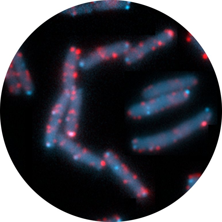 <span>System- und Synthetische Mikrobiologie</span>