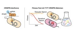 Die CRISPR-Interferenz verwendet ein deaktiviertes Cas9-Protein (dCas9) und eine einzelne Leit-RNA (sgRNA) und ermöglicht spezifische Knockdowns von Enzymen im metabolischen Netzwerk von Bakterien. Die Tiefensequenzierung kann das Wachstum von 7177 CRISPRi parallel verfolgen und informiert über die Robustheit jedes CRISPRi-Stamms.