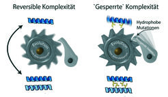 Ein biochemischer Mechanismus nach Art einer Ratsche macht die Evolution nutzloser Komplexität unumkehrbar. Links: Wenn eine Interaktion zwischen zwei Proteinen in der Evolution entsteht, dann haben solche Interaktionen zunächst oft keinen funktionellen Nutzen und können ohne Folgen verloren gehen. Rechts: Die Teile des Proteins, die in der Interaktionsstelle verborgen sind, können schnell hydrophobe Mutationen (gelbe Stäbchen) in einem Ausmaß anreichern, das schädlich wäre, wenn sie der wässrigen Umgebung der Zelle ausgesetzt wären. Die negative Selektion verhindert die Umkehrung zurück in einen einfacheren Zustand.