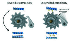 A ratchet-like mechanism makes the evolution of useless complexity irreversible. Left: When proteins first evolve to interact with each other, those interactions often have no functional benefit and can be lost without consequence. Right: the portions of the protein that are now buried in the interface quickly accumulate hydrophobic mutations (yellow sticks) to levels that would be deleterious if they were exposed to the watery environment of the cell. Purifying selection then prevents reversal back to the simpler state.