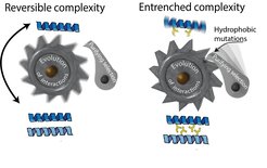 Schematic of a hydrophobic ratchet that entrencehs and preserves even useless protein complexes.