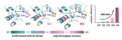 Engineering der Glycolyl-CoA-Carboxylase (GCC), dem Schlüsselenzym des TaCo-Wegs. GCC wurde basierend auf dem Gerüst einer natürlich vorkommenden Propionyl-CoA-Carboxylase (WT) entwickelt. Rationales Design führte zu der 50-fach verbesserten Version M3, und zusätzliches Hochdurchsatz-Screening ermöglichte die Identifizierung einer 900-fach verbesserten Version (M5).