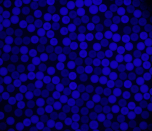 Leben 2.0 - Was kann Synthetische Biologie? Leben 2.0 - Was kann Synthetische Biologie?